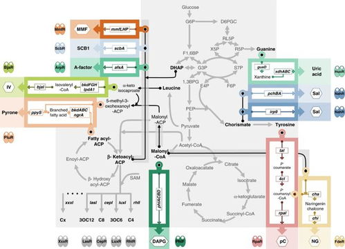 中國(guó)團(tuán)隊(duì)成功開(kāi)發(fā)高性能細(xì)胞通訊系統(tǒng)，攻克多細(xì)胞系統(tǒng)工程難題